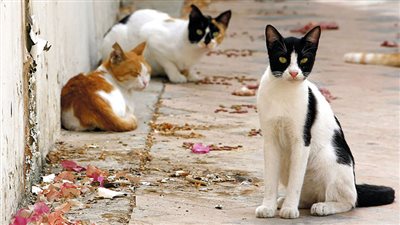 رعب بعد منتصف الليل.. طبيب بيطري يتهم سيدة بتقطيع الحيوانات واستخدامها في السحر الأسود