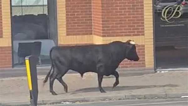 الثور الهارب