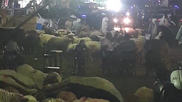  استيلاء تجار الأغنام