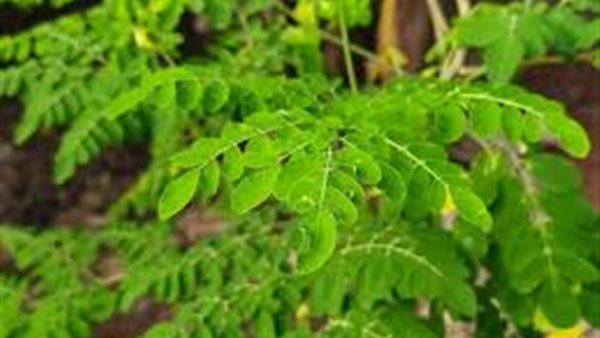 فوائد نبات المورينجا