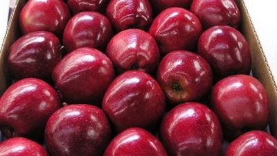 التعبئة والإحصاء: ارتفاع واردات التفاح المستورد إلى 76 مليون دولار خلال 3 أشهر