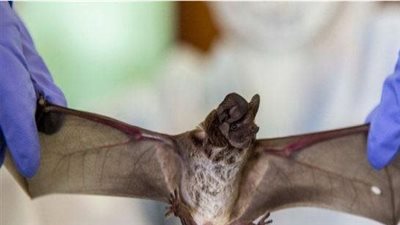 مخاوف من حدوث جائحة.. ظهور فيروس جديد يشبه كورونا في الصين