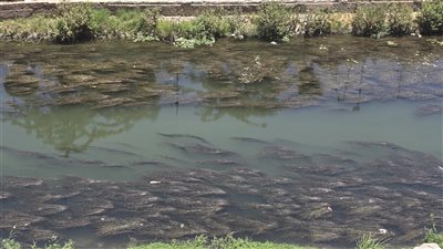 أهالي شبين الكوم بالمنوفية يشتكون من إهمال ترعة البتاتونية: الحشائش وورد النيل يهددان الصحة العامة