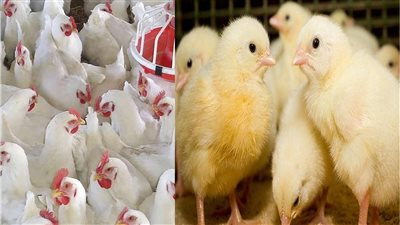 أسعار الدواجن اليوم اليوم الاثنين 8 ديسمبر 2025 في الأسواق