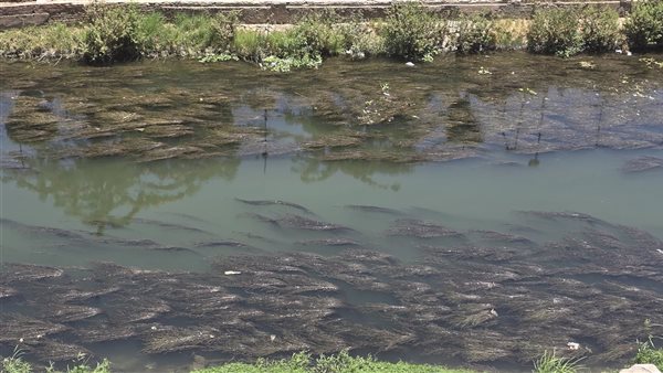 ترعة البتاتونية بشبين