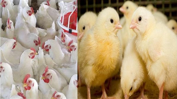 أسعار الدواجن والكتاكيت