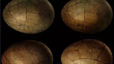 اكتشاف نادر.. العثور على بيضة متحجرة بحجم كرة القدم في القارة القطبية الجنوبية يغيّر فهم العلماء للديناصورات