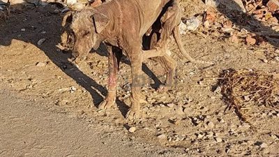 صورة كلب تثير الجدل في الإسماعيلية.. والطب البيطري يكشف تفاصيل حالته