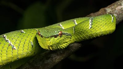 معالج فلبيني يثير الجدل باستخدام لدغات الأفاعي لعلاج الأمراض