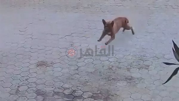 لحظ اطلاق الكلب