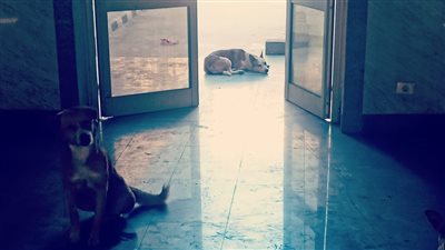 انتشار الكلاب الضالة داخل مستشفى مبرة مصر القديمة.. ومصدر بالإدارة: طالبنا تدخل الطب البيطري دون جدوى