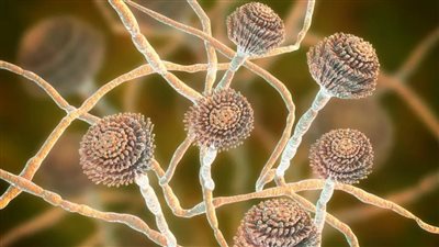 تحذيرات من عدوى فطرية تنتشر في الولايات المتحدة الأمريكية