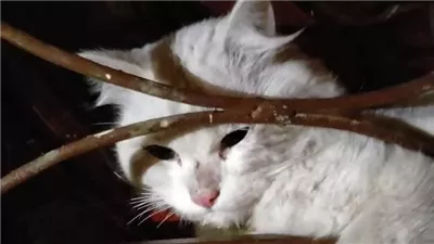 الحماية المدنية تنقذ قطة عالقة بحدائق الأهرام.. ومواطنون يشيدون بسرعة الاستجابة