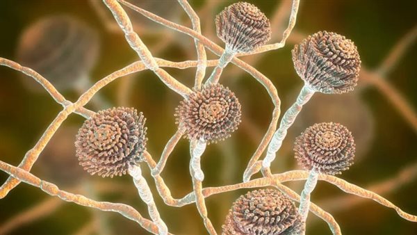 فطر الرشاشيات الدخانية