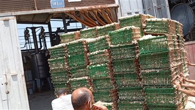 بسعر 105 جنيهات للكيلو.. الزراعة تعلن بدء توريد الياسمين لمصانع شبرابلوبة بالغربية