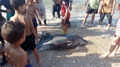 نفوق دولفين على شاطئ بورفؤاد.. ومدير محميات مصر الشمالية: ظاهرة طبيعية ويتم التعامل معها صحيًا