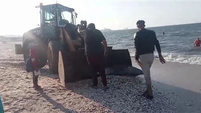 الأجهزة التنفيذية ترفع دولفينًا نافقًا من على شاطئ بورفؤاد
