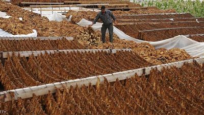 خبراء الصحة والعلماء يكثفون من جهودهم لمواجهة مخاطر حرق التبغ والبحث عن بدائل