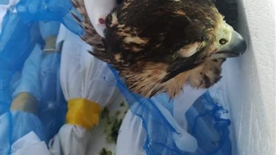 ضبط محاولة تهريب عدد من الصقور النادرة في مطار القاهرة