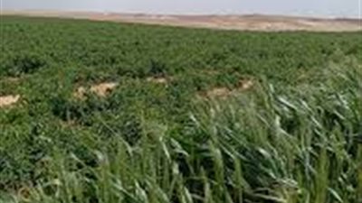 تفاصيل جديدة.. بلاغ للنائب العام واستغاثة للتفتيش القضائي ضد مافيا الأراضي بالفيوم