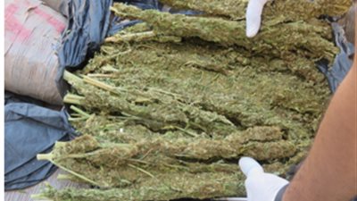 “الحشيش” يخفض أعراض الكراهية والأفكار السلبية (دراسة)