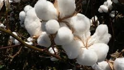 أسعار القطن ترتفع لأعلى سعر منذ بداية الموسم في مزاد بالشرقية