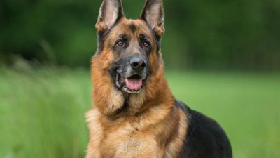  انقذ كلبك من التسمم بالإسعافات الأولية قبل زيارة الطبيب