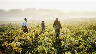 كيف قضت “محاريث المزارعين” على ترامب في ولاية كاليفورنيا؟