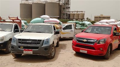 بزيادة 31.2% عن العام الماضي.. توريد 314 ألف طن قمح لشون وصوامع البحيرة