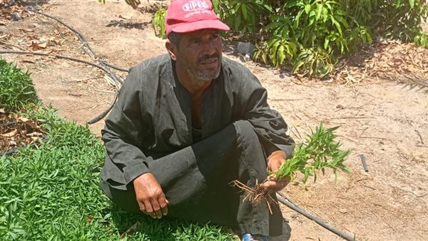 زراعة الشاى الأخضر