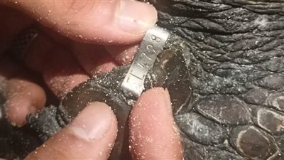 مهددة بالانقراض.. البيئة تنقذ سلحفاة بحرية مرقمة من دولة اليونان