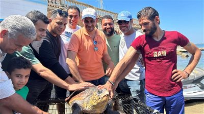 اكتُشفت بالصدفة.. أول تعليق من فريق إنقاذ السلحفاة اليونانية المهددة بالانقراض قبالة شواطئ الإسكندرية