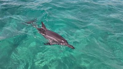 مصابًا بجروح بالغة.. العثور على دولفين نافق بأحد شواطئ الغردقة| صور