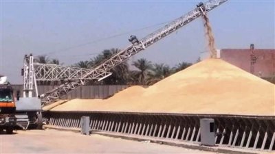 الزراعة: تحقيق الاكتفاء الكامل من القمح بنسبة 100% يتطلب زراعة نحو 6 ملايين فدان