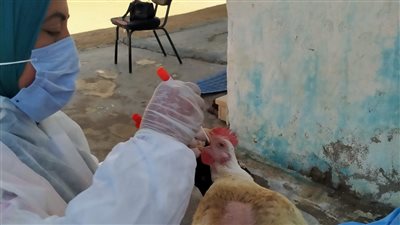الزراعة تواصل عمليات سحب عينات من الدواجن ضمن حملة تقصي وتحصين بالمحافظات 