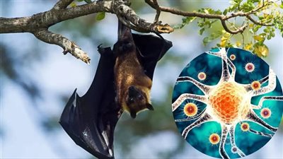 اكتشاف 20 فيروسًا في الصين ينتقلون عن طريق الخفافيش يثير مخاوف في أستراليا