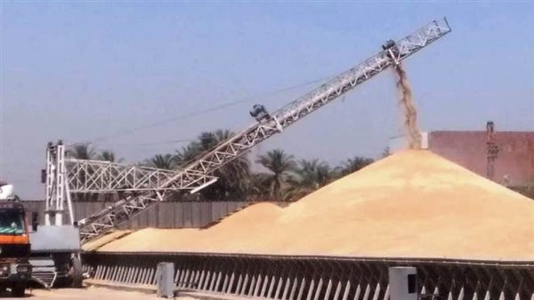 توريد القمح 