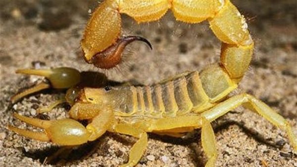 عقارب أرشيفية