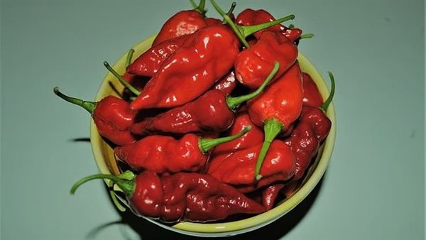 الفلفل الحار 