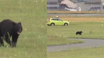 بسبب دبّ.. إغلاق مطار وإلغاء رحلات في اليابان