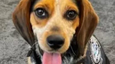 ترحيل مصري من الولايات المتحدة بعد إدانته بركل كلب وإلزامه بدفع تكاليف العلاج