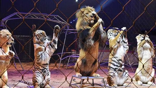 استخدام الحيوانات