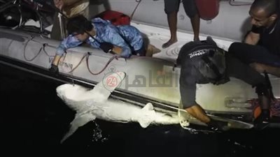 بعد تركيب 9 أجهزة تتبع.. بدء عملية رصد سلوك أسماك القرش وتحليل بصمتها الوراثية بالبحر الأحمر
