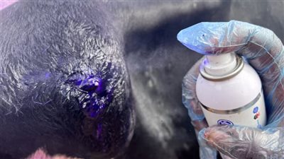 فرنسا تسجل أول إصابة بمرض الجلد العقدي في ماشية قرب جبال الألب