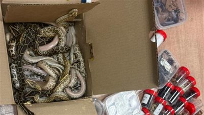 منها السام وشديد الخطورة.. جمارك مطار القاهرة الدولي تحبط محاولة تهريب نحو 300 ثعبان وعقرب لداخل البلاد | صور
