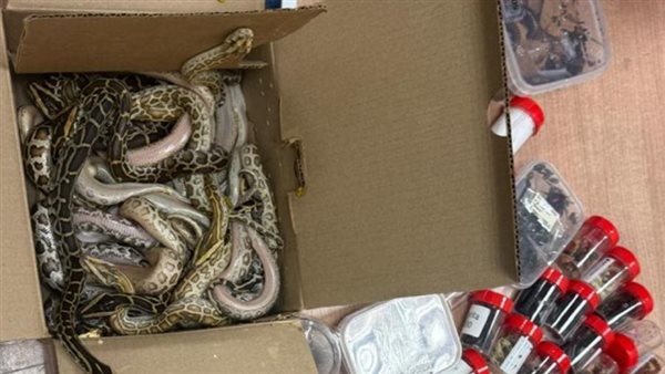 إحباط تهريب الثعابين