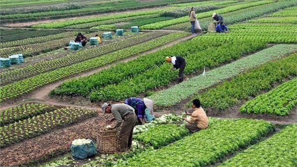 المحاصيل الزراعية