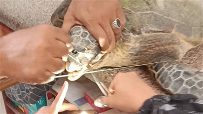محميات البحر الأحمر تنقذ سلحفاة بحرية بعد ابتلاعها خيط صيد بالخطأ| صور
