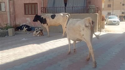 مشهد مثير للدهشة.. انتشار الأبقار بجوار استراحة رئيس مدينة مطروح