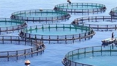 استولوا على 33 مليون جنيه.. إحالة 3 متهمين من شركة سلوانا دايموند للاستزراع السمكي للمحاكمة